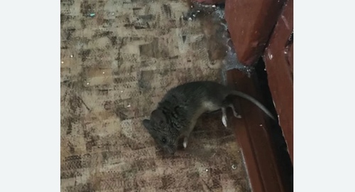 Дезинфекция от мышей в Красносельском районе Москвы